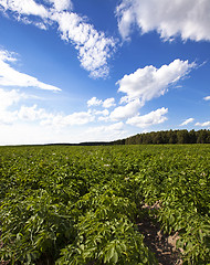 Image showing potato field  