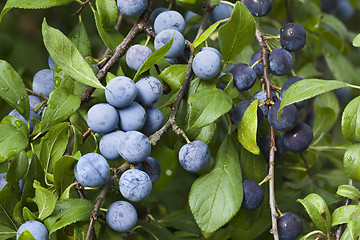 Image showing Prunus Spinosa Branch