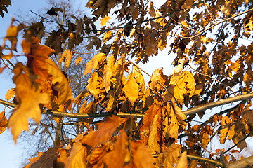 Image showing yellow foliage  