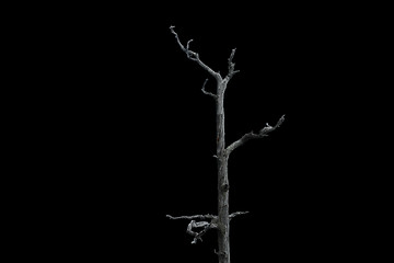 Image showing Dead tree black sky