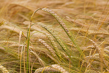 Image showing turning green rye  