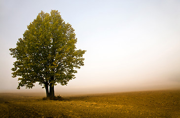 Image showing one tree