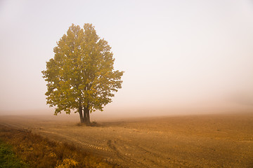 Image showing   trees   in  autumn  