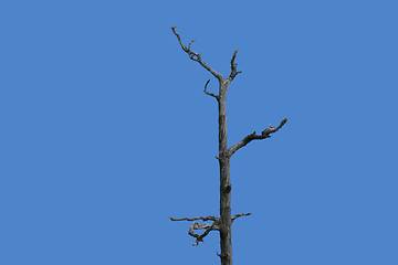 Image showing Dead Tree Blue Sky