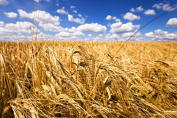 Image showing mature wheat  