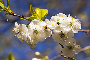 Image showing apple-tree flowers  