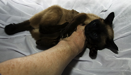 Image showing Thai cat close-up