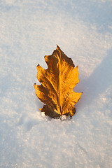 Image showing the fallen-down leaf 