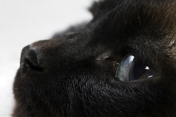 Image showing Thai cat close-up