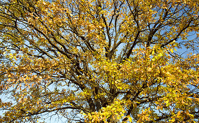 Image showing   trees   in  autumn  