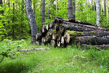 Image showing   sawed trees