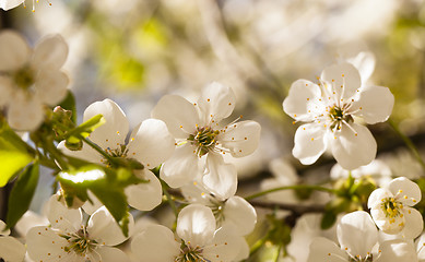 Image showing apple-tree flowers 