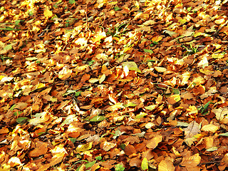 Image showing autumn forest ground