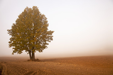 Image showing tree in a fog