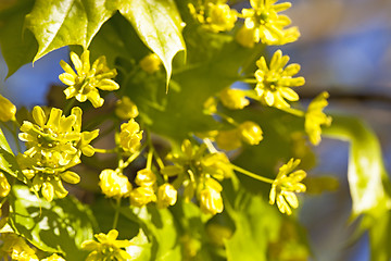 Image showing maple flowers  