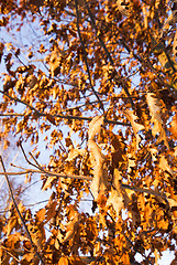 Image showing the turned yellow foliage  