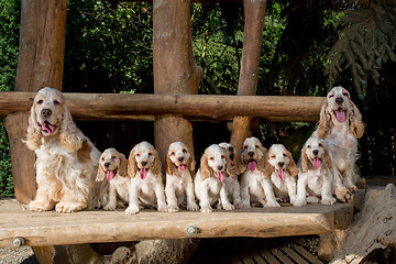 Image showing family of English Cocker Spaniel with small puppy