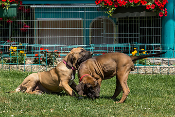 Image showing two puppy of Fila Brasileiro (Brazilian Mastiff)