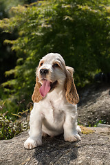 Image showing Looking English Cocker Spaniel puppy