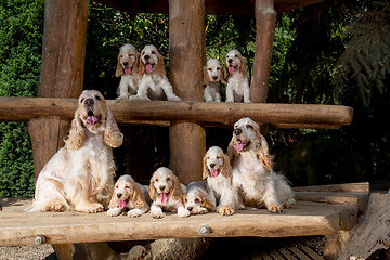 Image showing family of English Cocker Spaniel with small puppy