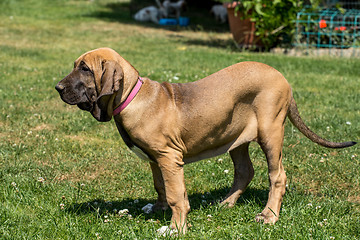 Image showing puppy of Fila Brasileiro (Brazilian Mastiff)