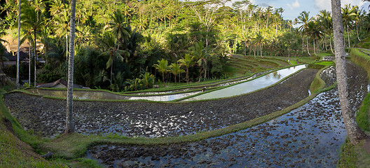 Image showing Rice terraced paddy fields in Gunung Kawi, Bali, Indonesia