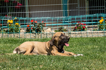 Image showing puppy of Fila Brasileiro (Brazilian Mastiff)