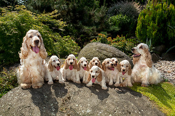 Image showing family of English Cocker Spaniel with small puppy