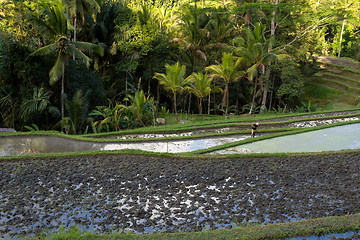 Image showing Rice terraced paddy fields in Gunung Kawi, Bali, Indonesia