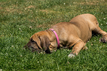 Image showing puppy of Fila Brasileiro (Brazilian Mastiff)