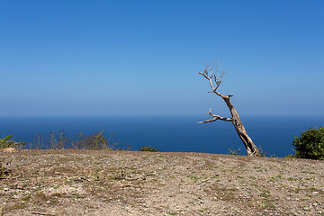 Image showing dead tree at Bali Manta Point Diving place at Nusa Penida island