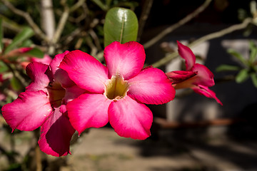 Image showing beautiful red Adenium flowers