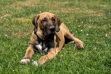 Image showing puppy of Fila Brasileiro (Brazilian Mastiff)