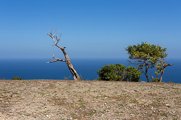 Image showing dead tree at Bali Manta Point Diving place at Nusa Penida island