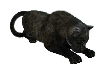 Image showing Big Cat Black Panther