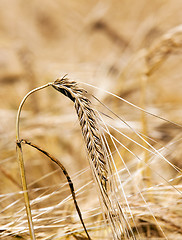 Image showing mature wheat  