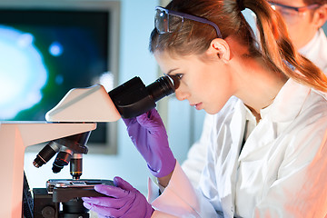 Image showing Life scientist researching in the laboratory.