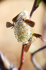 Image showing insects drink North the nectar of a flowering tree