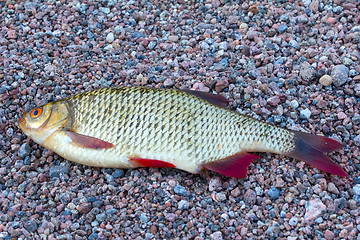 Image showing summer lake fishing Rudd fish