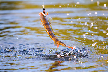 Image showing surf and spray perch fishing