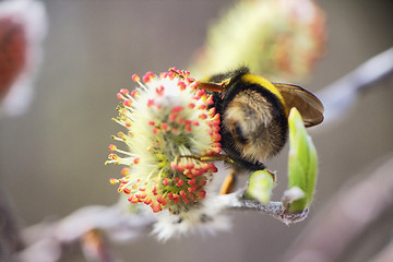 Image showing summer Bumble bee insect flower macro