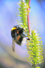 Image showing summer Bumble bee insect flower macro