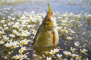 Image showing summer lake fishing Rudd fish