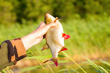 Image showing summer lake fishing Rudd fish