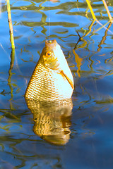 Image showing summer lake fishing Rudd fish