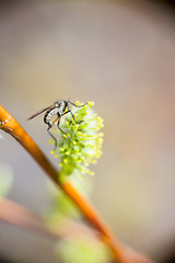 Image showing insects drink North the nectar of a flowering tree