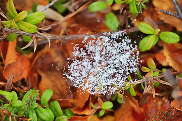 Image showing Snow on the web   return of winter