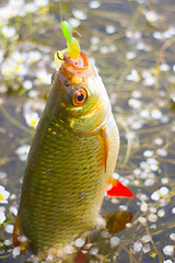 Image showing summer lake fishing Rudd fish