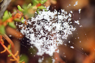 Image showing Snow on the web   return of winter