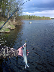 Image showing grayling fishing Northern fish